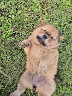 Chow Chow cauta casuta nouâ - imagine 5