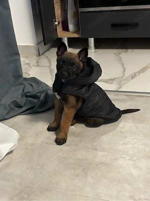 Pui Malinois (Lup Belgian)  
