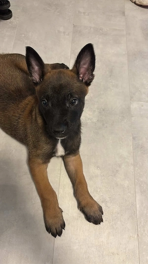 Pui Malinois (Lup Belgian)   - imagine 3
