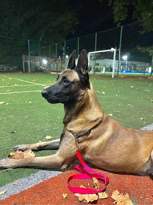 Pui Malinois (Lup Belgian)   - imagine 2