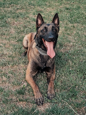 Pui Malinois (Lup Belgian)   - imagine 4