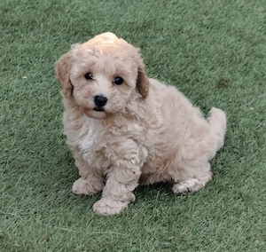 Maltipoo drăgălașă  - imagine 2