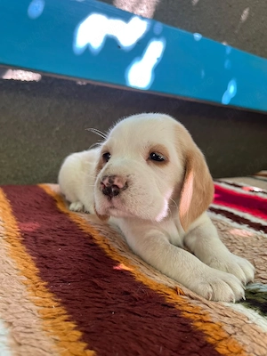 Pui Beagle - în București  Oltenița  - imagine 2