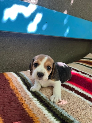 Pui Beagle - în București  Oltenița  - imagine 4