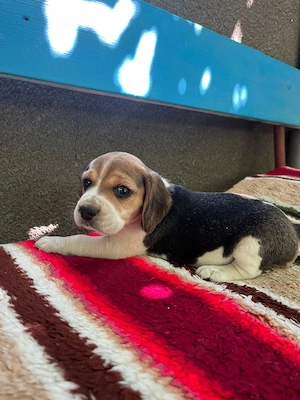 Pui Beagle - în București  Oltenița  - imagine 5