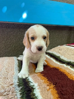Pui Beagle - în București  Oltenița  - imagine 3