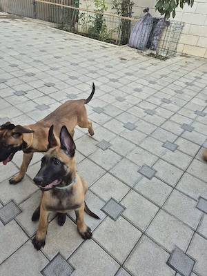 Ciobanesc belgian malinois  - imagine 2