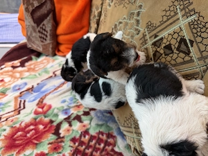 Fox Terrier masculi  - imagine 3