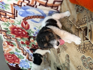 Fox Terrier masculi 