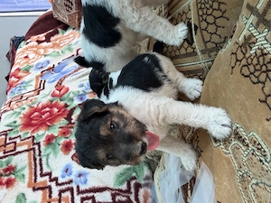 Fox Terrier masculi  - imagine 2