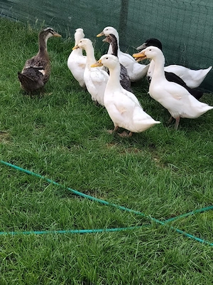 schimb rate cu alte animale sau pasari 