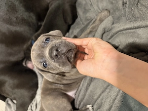 Pui cane corso 4 femele 2 masculi - imagine 3