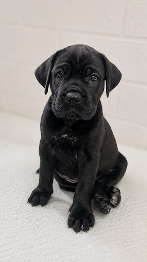 Pui Cane Corso. 
