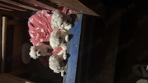 Se vinde pui de Bichon Maltez pui au o lună jumate  - imagine 4