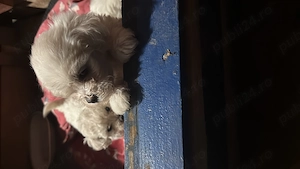 Se vinde pui de Bichon Maltez pui au o lună jumate  - imagine 3