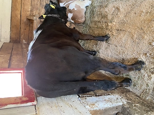 Vând Vitea Angus de 3 luni !! - imagine 2