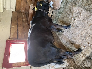 Vând Vitea Angus de 3 luni !! - imagine 3