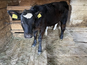 Vând Vitea Angus de 3 luni !! - imagine 4