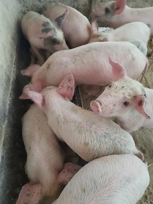 purcei 7 săptămâni jumate 