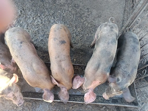 Purcei de carne 