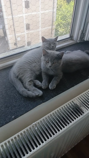 Puiuti pisica rasa british & scotish shorthair , in varsta de 2 luni jumate - imagine 2