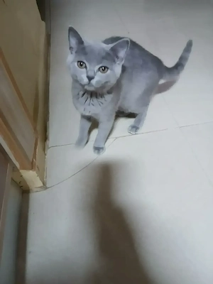 Puiuti pisica rasa british & scotish shorthair , in varsta de 2 luni jumate - imagine 3