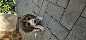 Vand Beagle fetita - imagine 3