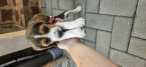 Vand Beagle fetita - imagine 2