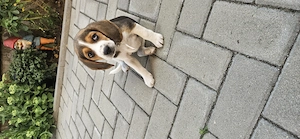 Vand Beagle fetita