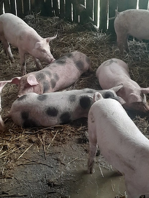 purcei de vinzare 