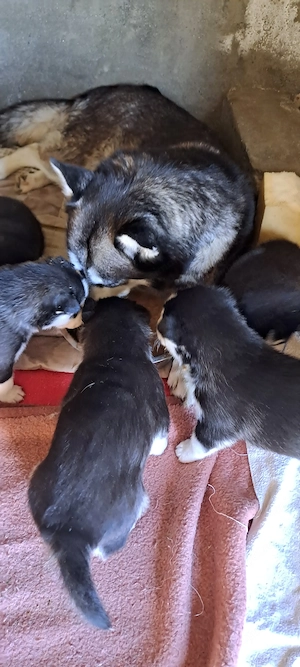 Pui husky  siberian  - imagine 5