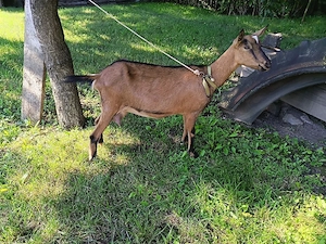 capră alpine franceza 