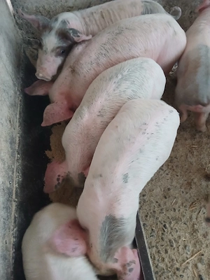purcei 7 saptamani jumate 180 lei