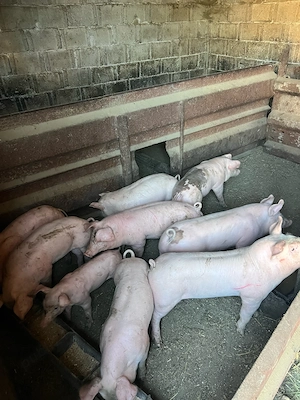 Purcei de vânzare 