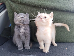 Vând puișori de rasa British shorthair si scotish fold 