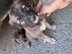 URGENT ! 3 pui de catel pt adoptie  - imagine 4