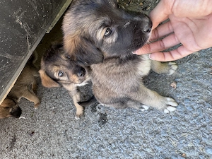 URGENT ! 3 pui de catel pt adoptie  - imagine 5