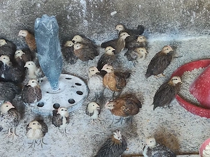 Vând pui de găină pitică 