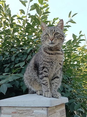 Pisic adopție 