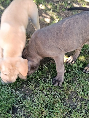 Căței Cane Corso cu pedigree  - imagine 4