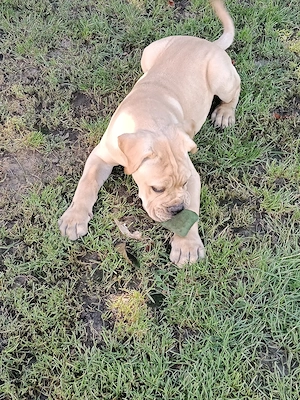 Căței Cane Corso cu pedigree  - imagine 2