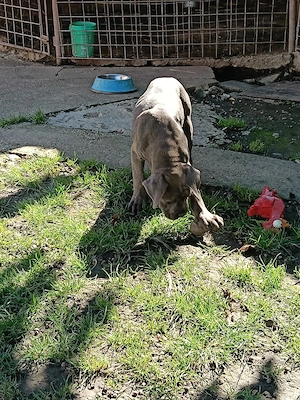 Căței Cane Corso cu pedigree  - imagine 5