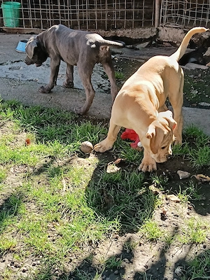 Căței Cane Corso cu pedigree  - imagine 3