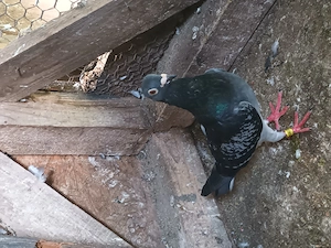Porumbei voiajori de concurs