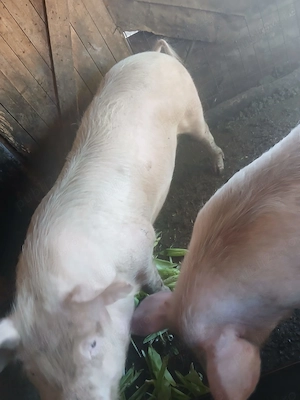 Porci de vinzare in Buzău Rușețu  - imagine 3