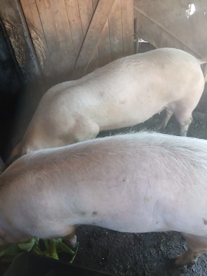 Porci de vinzare in Buzău Rușețu  - imagine 4