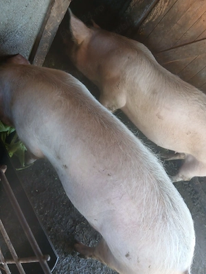 Porci de vinzare in Buzău Rușețu 