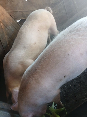 Porci de vinzare in Buzău Rușețu  - imagine 2