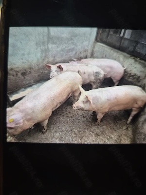 Porci de vanzare 