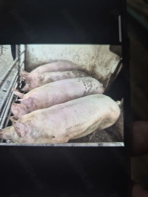 Porci si purcele